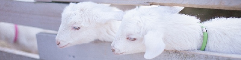 �����̍y�f���T�C�g